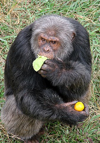 21Fede_'s tweet photo. This old chimp with grey fur looks so badass! It has those "elder warrior who fought and won many battles" vibes. His name is Tumbo and He's from the Ngamba Island Chimpanzee Sanctuary https://t.co/gBPqCoeT3q
