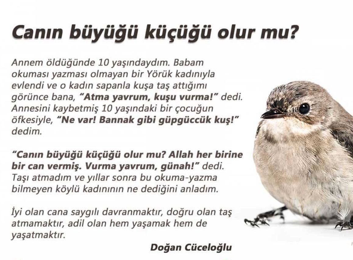 Doğan Cüceloğlu tweet media