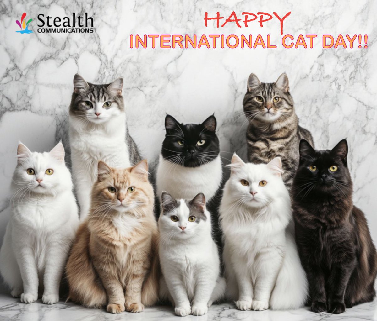 Stealth Fiber 🇺🇸 tweet media