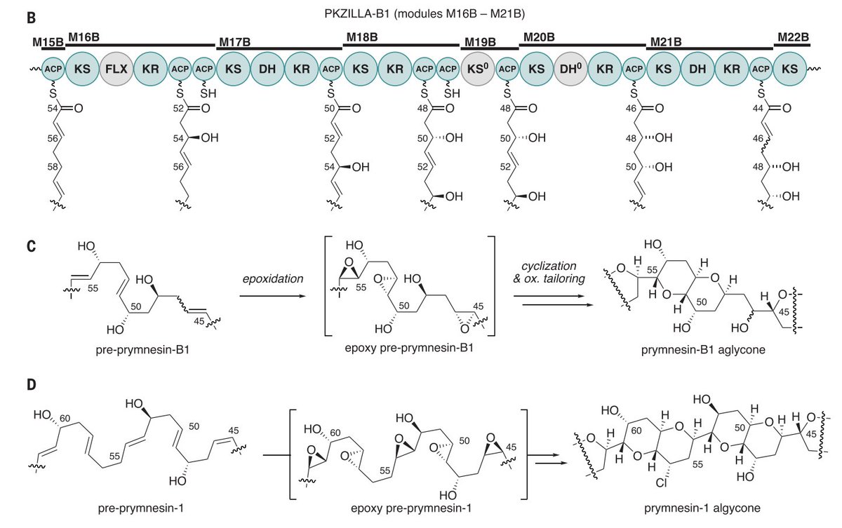Enzyme Chemistry (@enzymechemistry) on Twitter photo Giant #PolyketideSynthaseEnzymes in the #biosynthesis of giant marine polyether toxins by <a href="/photocyte/">Tim Fallon, PhD @photocyte@genomic.social</a>, <a href="/VikShende/">Vikram Shende</a>, Wierzbicki, Pendleton, Watervoot, Auber, Gonzalez, Wisecaver, <a href="/BradMoore_SIO/">Bradley Moore</a> <a href="/moorelabsio/">MooreLabSIO</a> in <a href="/ScienceMagazine/">Science Magazine</a> science.org/doi/10.1126/sc… Giant #PolyketideSynthaseEnzymes in the #biosynthesis of giant marine polyether toxins by <a href="/photocyte/">Tim Fallon, PhD @photocyte@genomic.social</a>, <a href="/VikShende/">Vikram Shende</a>, Wierzbicki, Pendleton, Watervoot, Auber, Gonzalez, Wisecaver, <a href="/BradMoore_SIO/">Bradley Moore</a> <a href="/moorelabsio/">MooreLabSIO</a> in <a href="/ScienceMagazine/">Science Magazine</a> science.org/doi/10.1126/sc…
