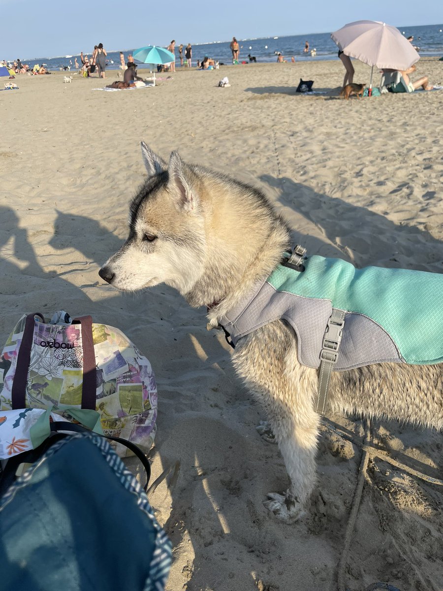 Aphredys's tweet photo. Bilan de la première fois à la plage : à eut la diarrhée explosive après avoir bu de l’eau de mer, s’est fait bully par les vagues, a couru sur les serviettes, un monsieur lui a donné de la brochette de poulet et elle a essayé de se socialiser tel un introverti en manque d’amis. https://t.co/71AZ7V9DS3
