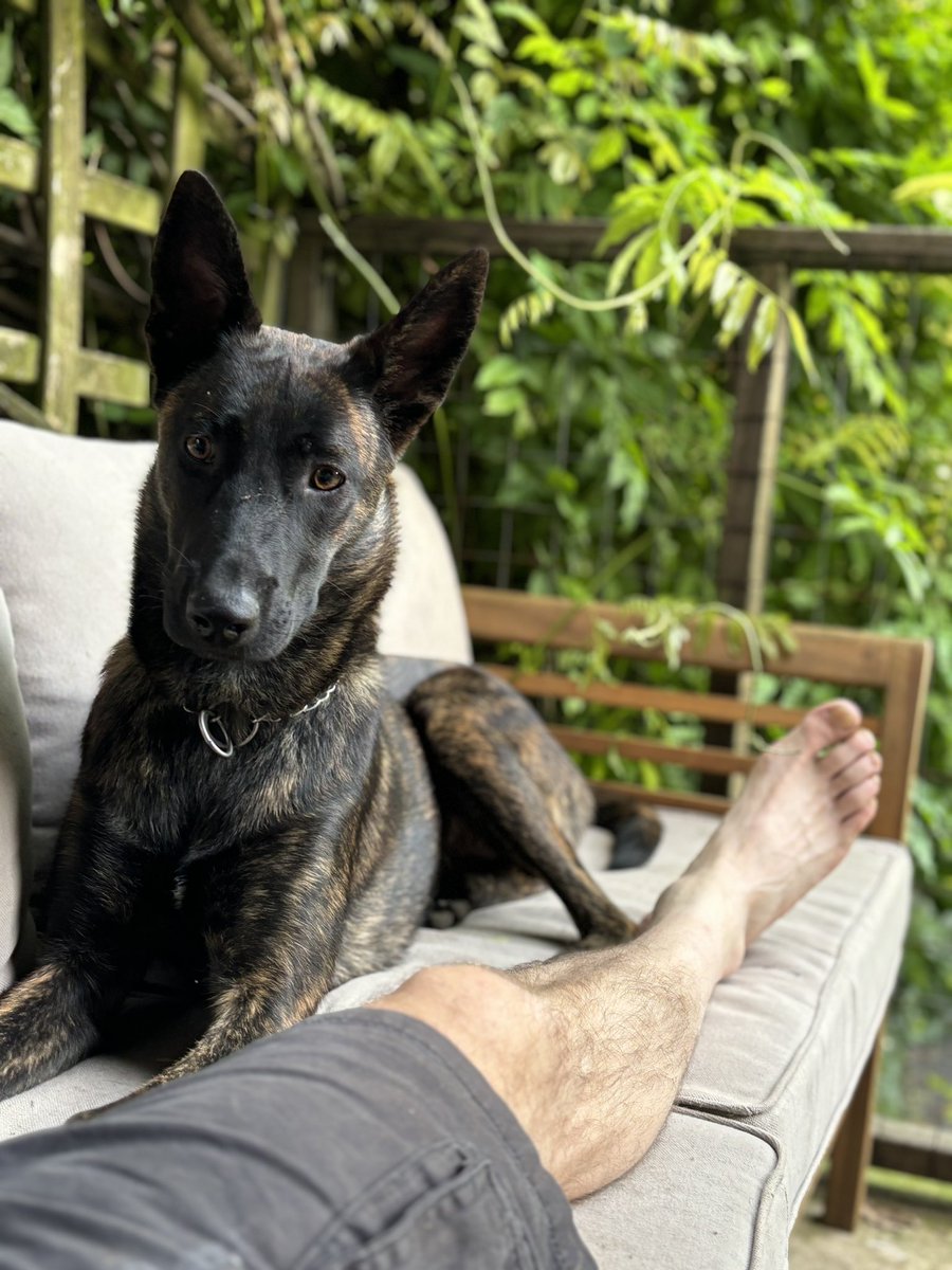 natospol's tweet photo. Pour changer, elle est pas magnifique 🤩 🐕🥰 https://t.co/ZCtEBLSoxs