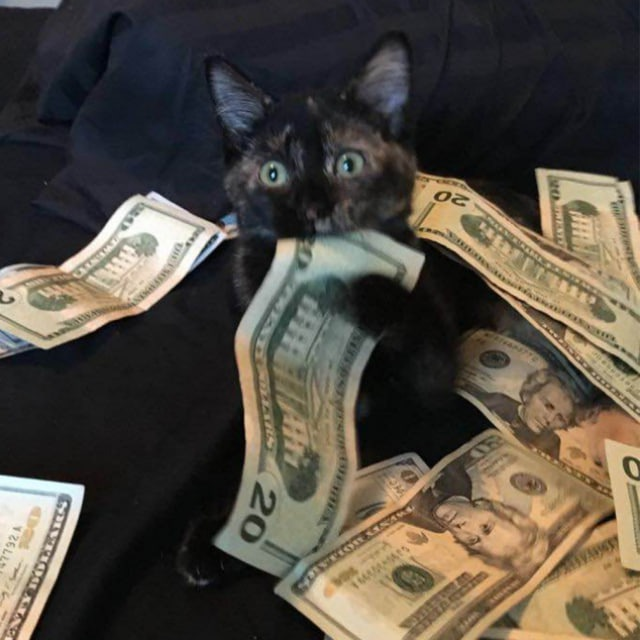 heard the cat has enough money to get us to 1 million????