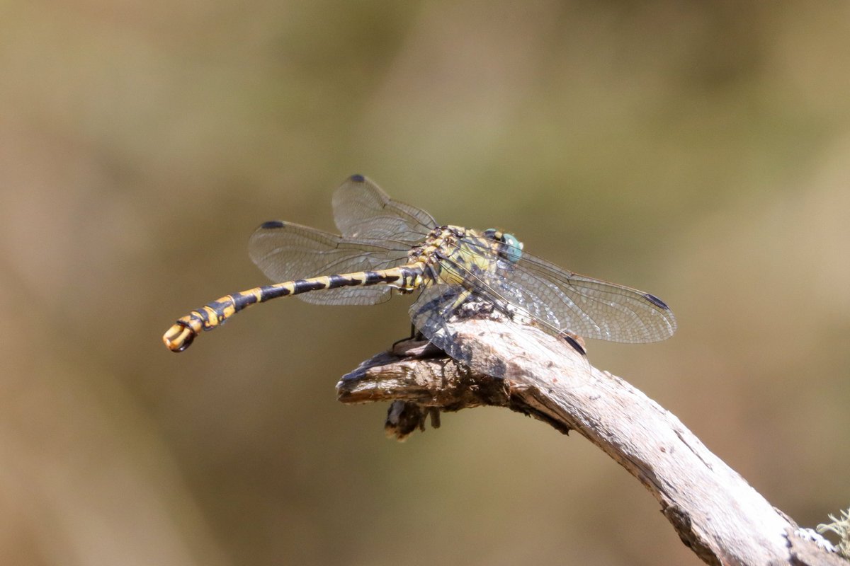 A nice first few days away in northern Portugal with highlights being Griffon Vulture, Booted Eagle, Short-toed Eagle, Rock Bunting and Crag Martin. As well as 12 species of butterfly and 4 species of Dragonfly.