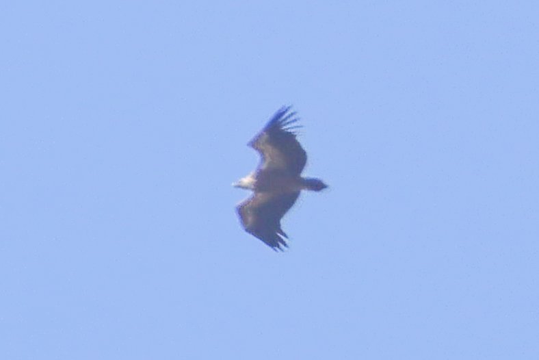 DanielBoon25's tweet photo. A nice first few days away in northern Portugal with highlights being Griffon Vulture, Booted Eagle, Short-toed Eagle, Rock Bunting and Crag Martin. As well as 12 species of butterfly and 4 species of Dragonfly. https://t.co/fKnbwOYx5Y