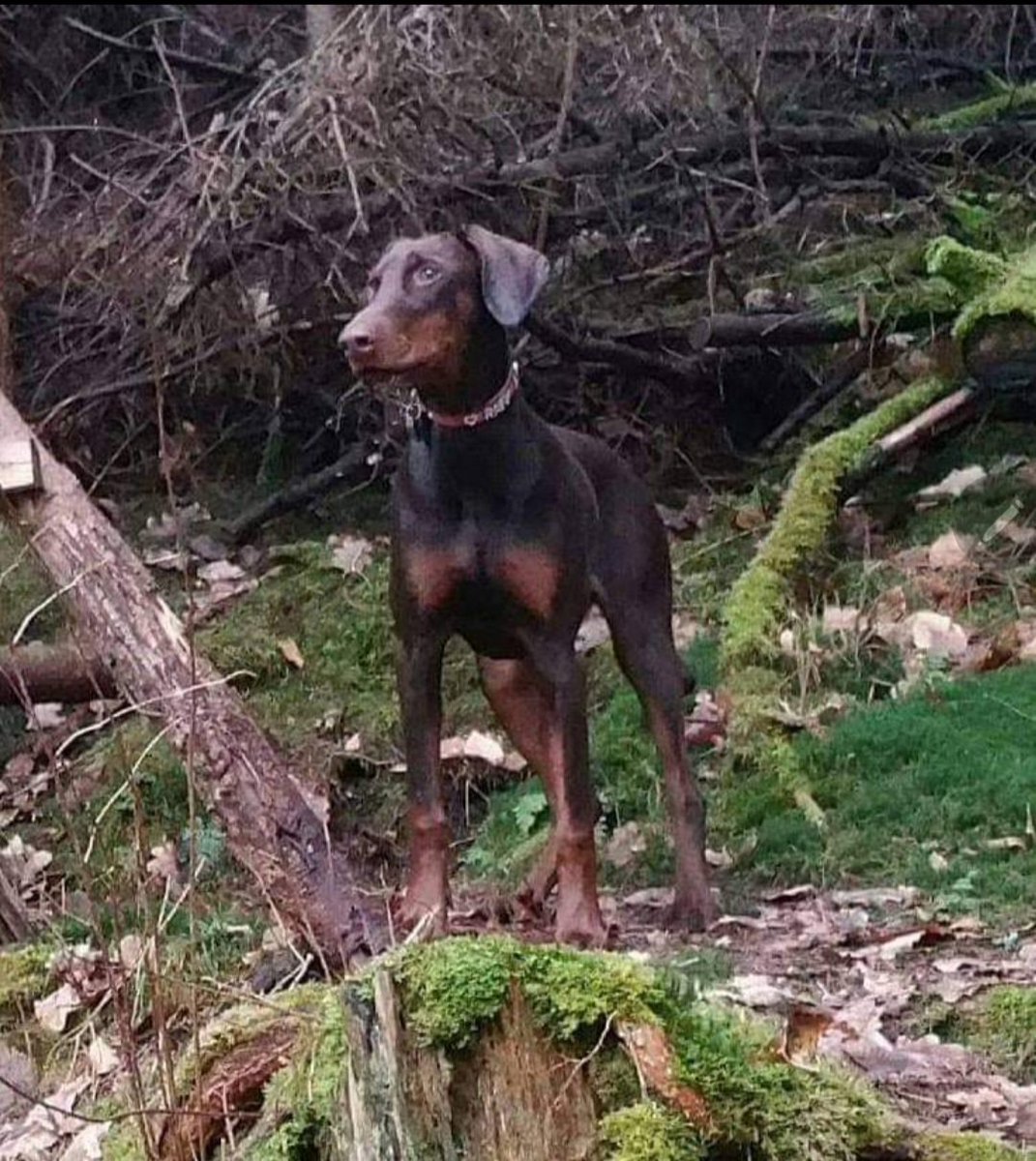 TheProfPearlC's tweet photo. When i had 2 lay this #Doberman-#beauty, RAFYA, b/c dead https://t.co/OxlHRtB8lZ, i knew, #noreplacement 💔; #ButGod showed me my 2day's black #Dobie, RAFIQ. He needed me &amp; me him &amp; since 9 yrs we having the best of times. He so awesome, i had not #1moment the chance 2 compare 🥰 https://t.co/Z7jBItlp0p