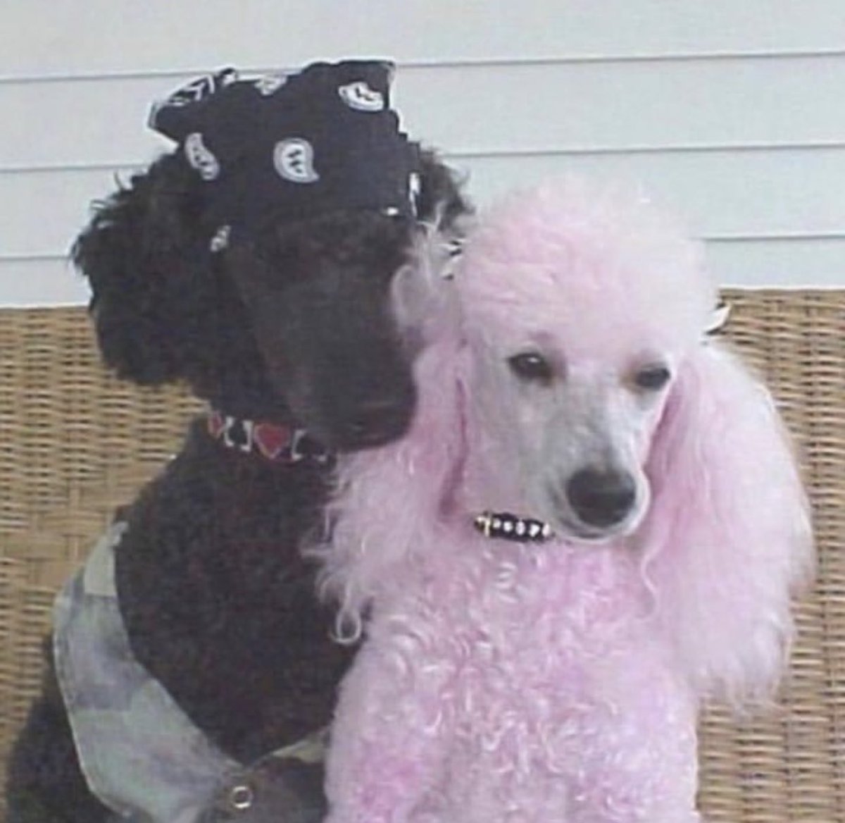 /ᐠ - ˕ -マ tweet media