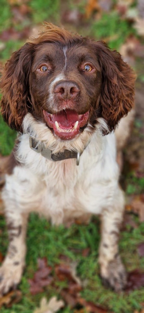 ChNW Police Dogs tweet media