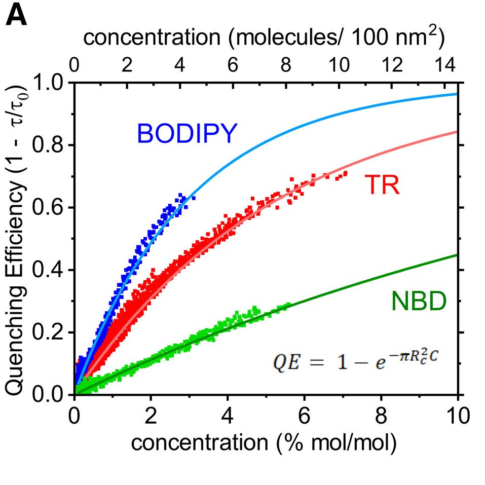 Peter Adams (@adamsbiophyslab) on Twitter photo Check out our new paper: "Evidence for a transfer-to-trap mechanism of fluorophore concentration quenching in lipid bilayers" 😃 🔦⚡️🔬
doi.org/10.1016/j.bpj.… - published in <a href="/BiophysJ/">Biophysical Journal</a>
<a href="/SophDoesScience/">Dr Sophie Meredith</a> <a href="/AstburyCentre/">Understanding Life in Molecular Detail</a> Check out our new paper: "Evidence for a transfer-to-trap mechanism of fluorophore concentration quenching in lipid bilayers" 😃 🔦⚡️🔬
doi.org/10.1016/j.bpj.… - published in <a href="/BiophysJ/">Biophysical Journal</a>
<a href="/SophDoesScience/">Dr Sophie Meredith</a> <a href="/AstburyCentre/">Understanding Life in Molecular Detail</a>