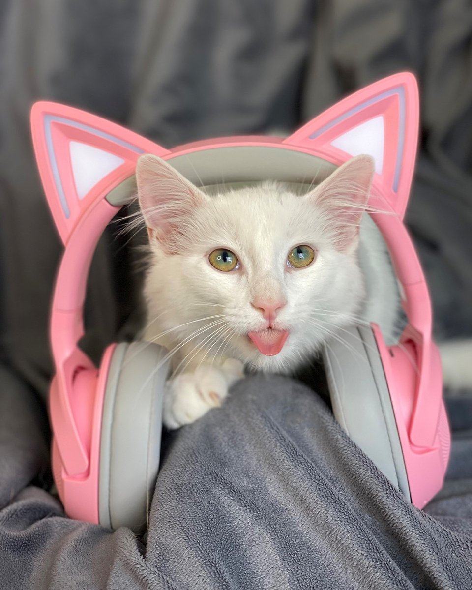 R Λ Z Ξ R (@razer) on Twitter photo HAPPY INTERNATIONAL CAT DAY! 🐾 TELL YOUR CATS WE SAID PSPSPS!
📷: Tato from <a href="/SmudgeLord/">Smudge_Lord</a> HAPPY INTERNATIONAL CAT DAY! 🐾 TELL YOUR CATS WE SAID PSPSPS!
📷: Tato from <a href="/SmudgeLord/">Smudge_Lord</a>