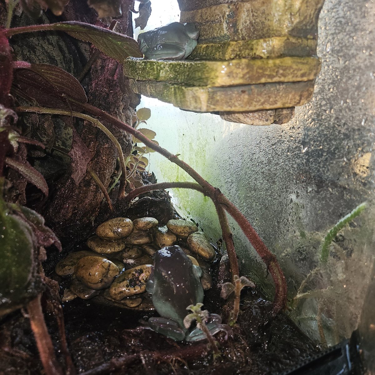 8Kraken8's tweet image. Sapo Gordo #Pepeverse #PepeTrump #PTRUMP @pepetrumpsol_