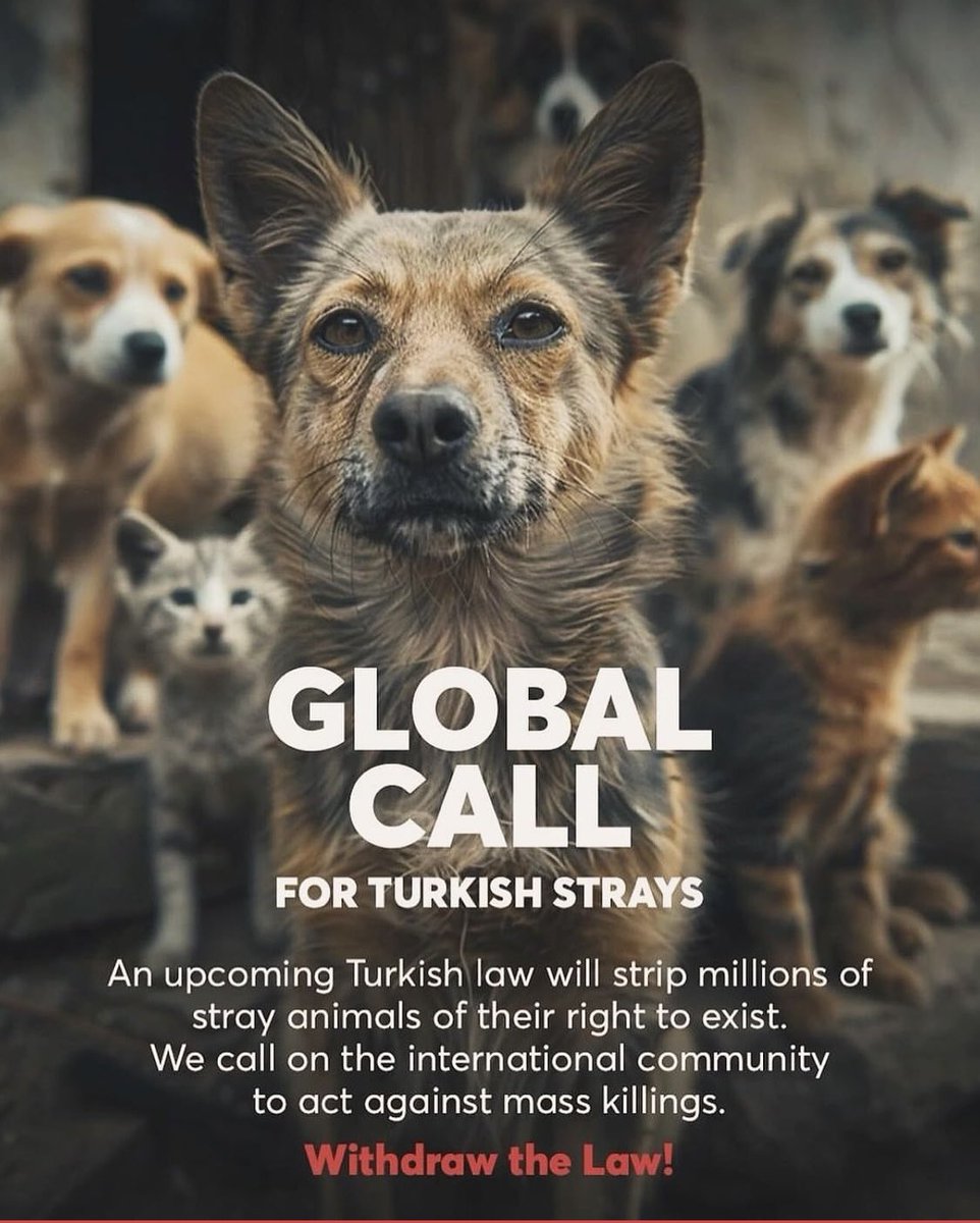 Bazı hayvanların durumu, tecavüze uğramış sekilde...

Sadece katletmemiş, bir de tecavüz etmişler bazı canlara....

Diyecek söz kalmadı...

#TürkiyedeKatliamVar
#AltındağdaKatliamVar