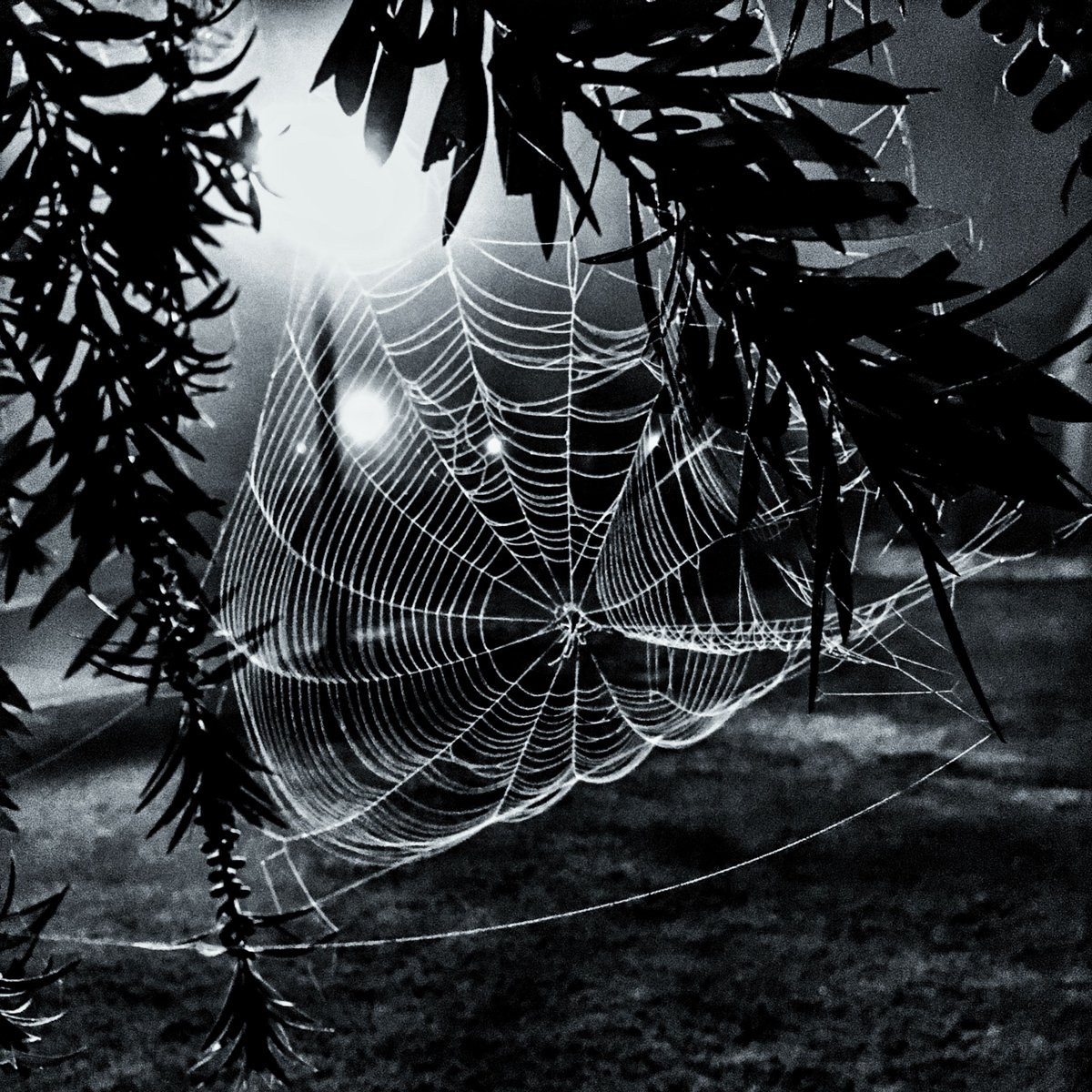 TheVibrarian tweet media