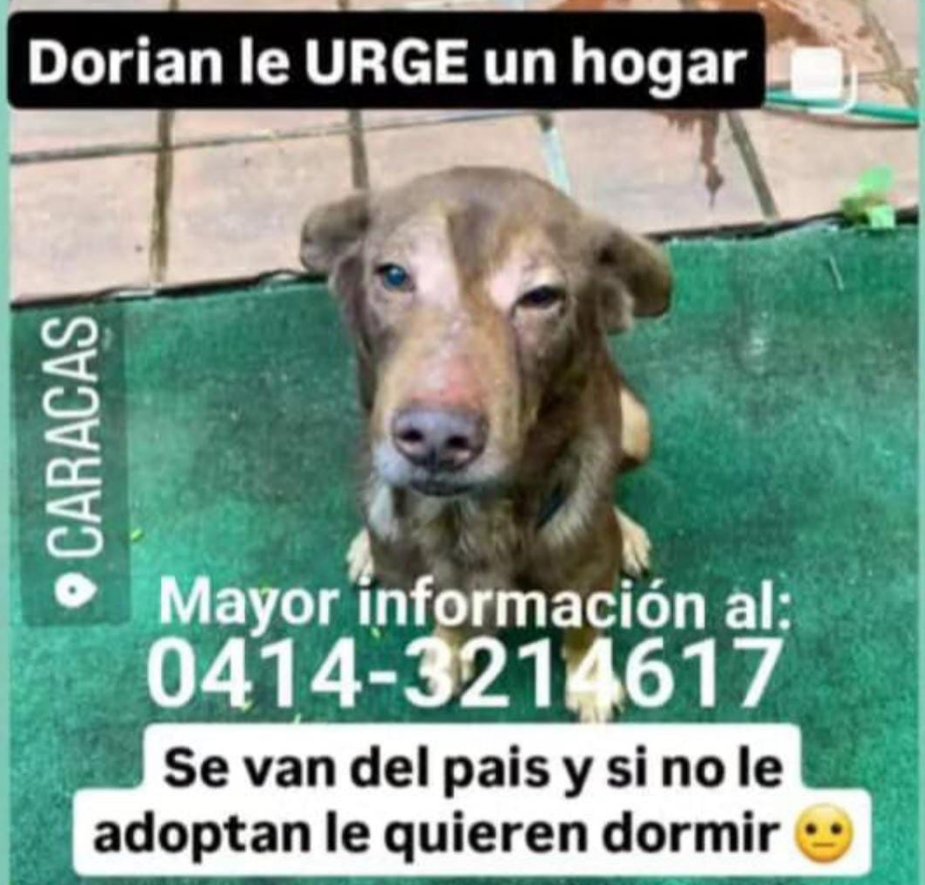 PerroUsuario's tweet photo. Necesita un hogar URGENTE RP  @naranjara: https://t.co/cQ41OiceHR