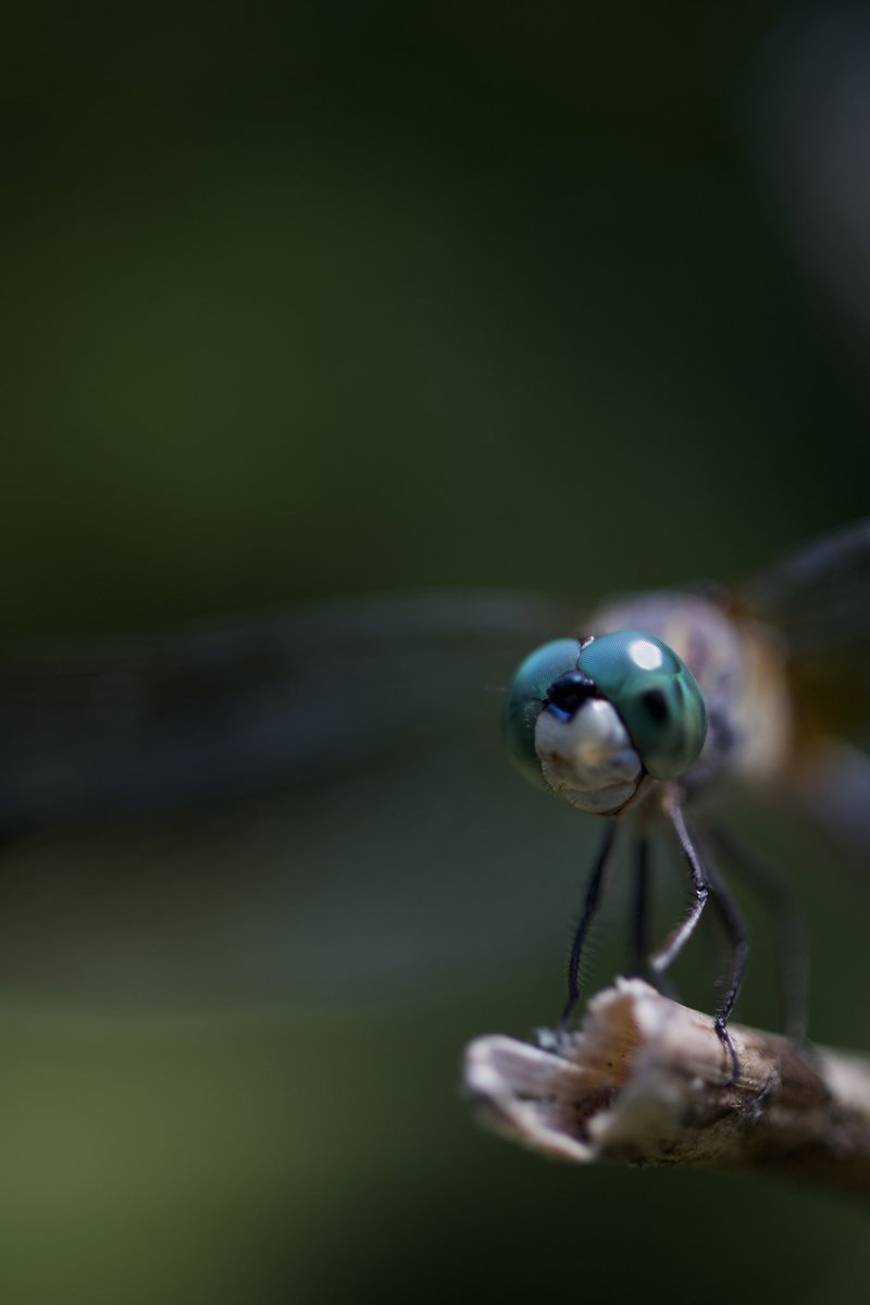 jasfuhr99's tweet photo. @BraydenCreation Dragonfly macro shot!! https://t.co/fc8vZUtK1P