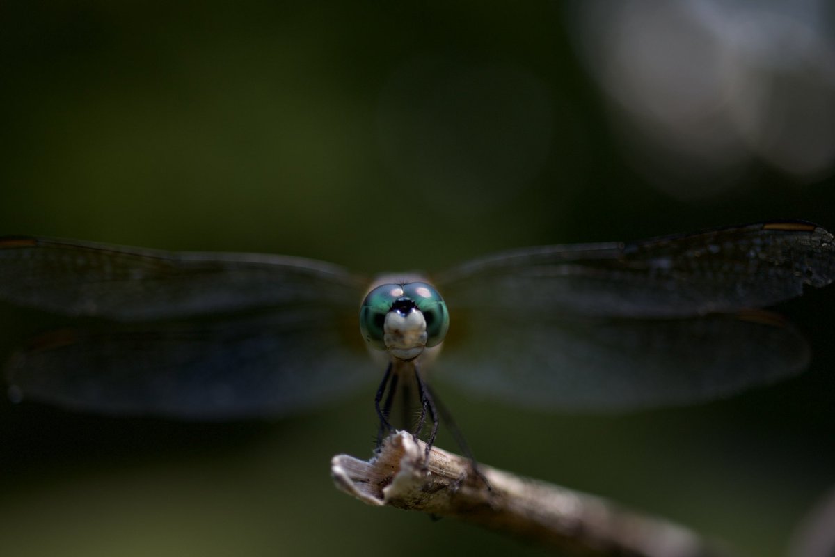 jasfuhr99's tweet photo. @BraydenCreation Dragonfly macro shot!! https://t.co/fc8vZUtK1P