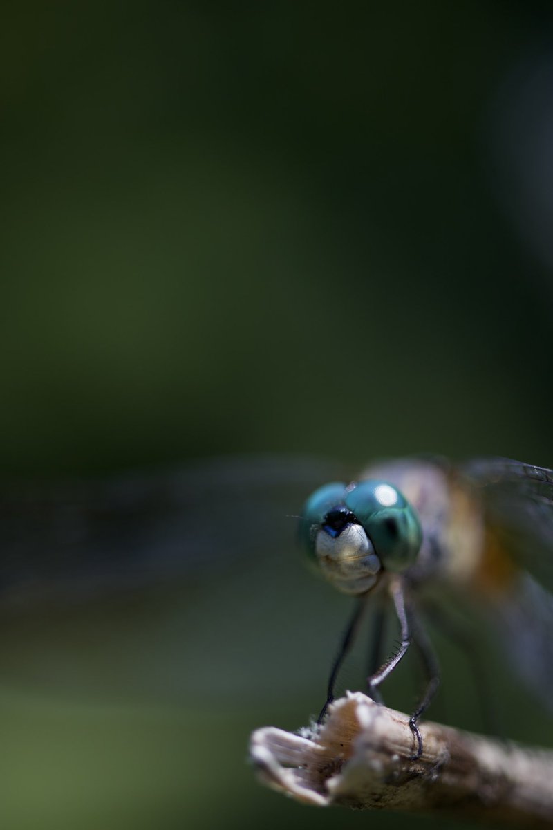jasfuhr99's tweet photo. @BraydenCreation Dragonfly macro shot!! https://t.co/fc8vZUtK1P