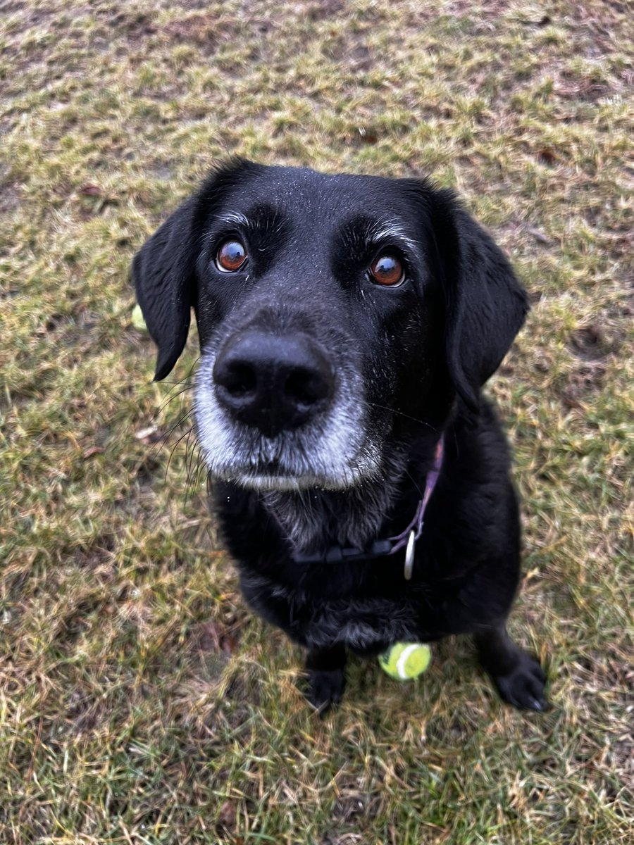 PamG03's tweet photo. @GymterPets Katie boop https://t.co/BUjfb8gc1m