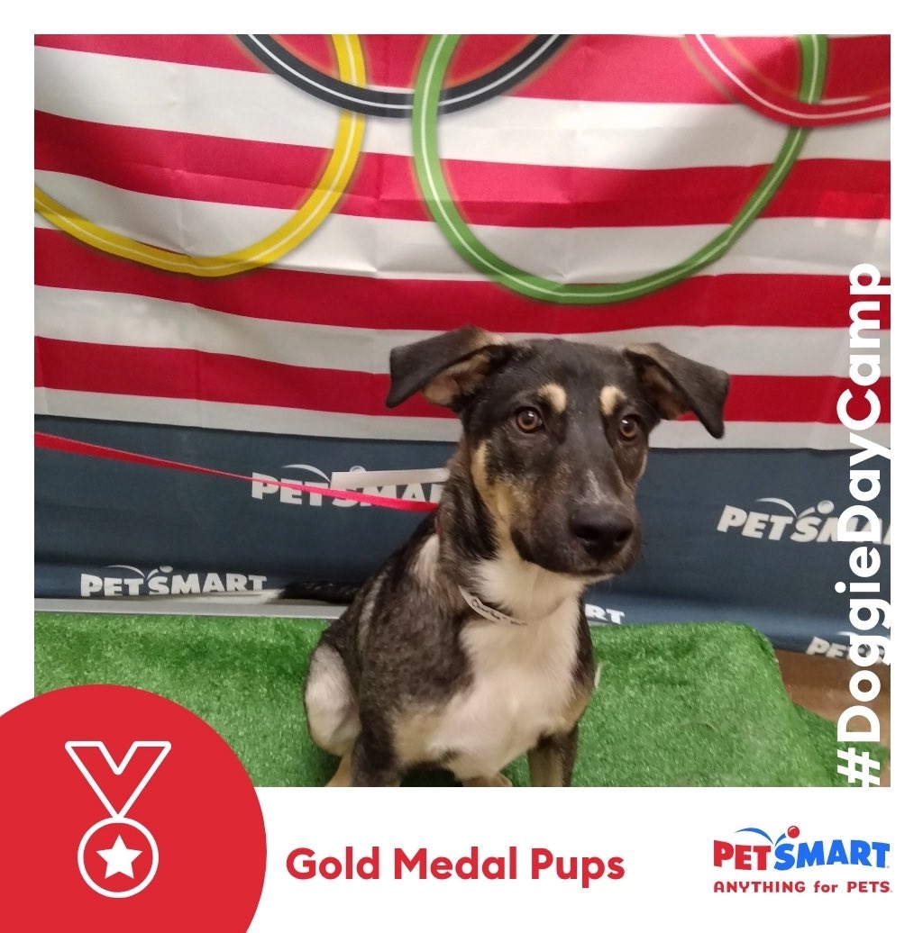 Today was gold medal day at doggie  day care