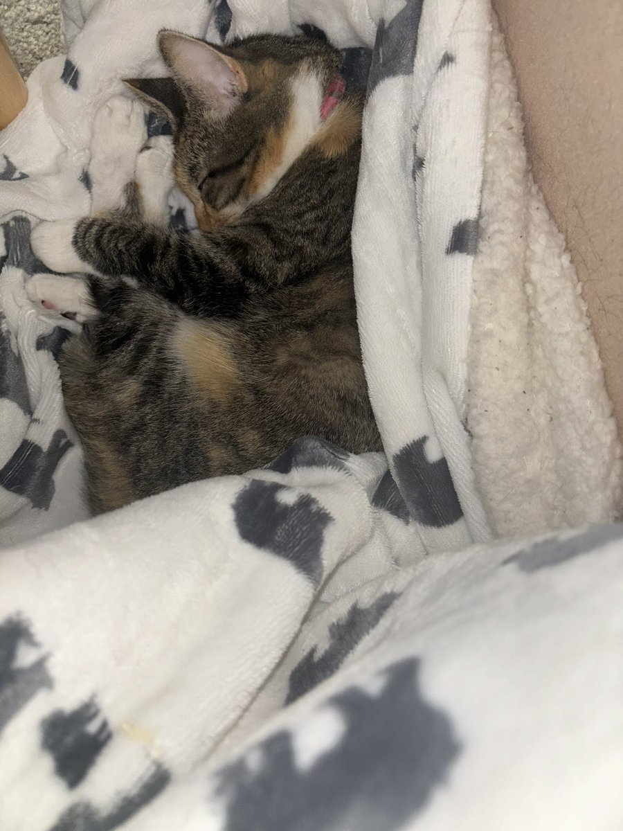 Dr. Saffista ✊🏾🏳️🌈 tweet media