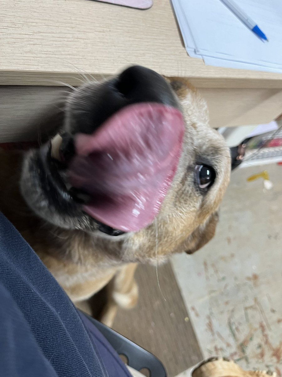 stationmum101's tweet photo. #TinyDog has lots of love for you today.
#StationLife https://t.co/VeKP0rQ3vE