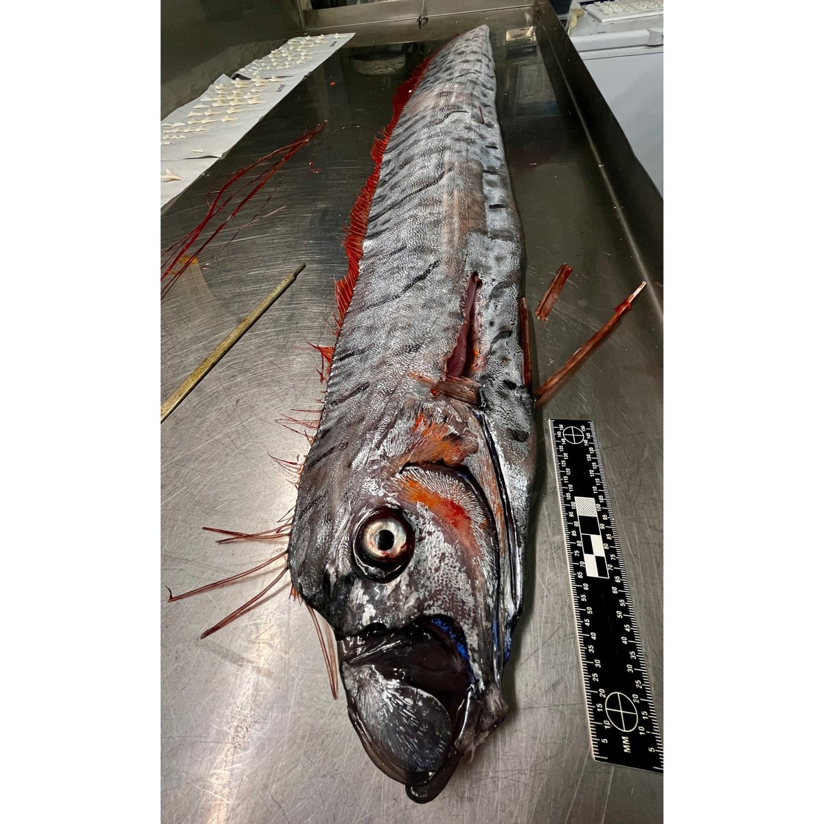 Elasmo-Morph tweet media