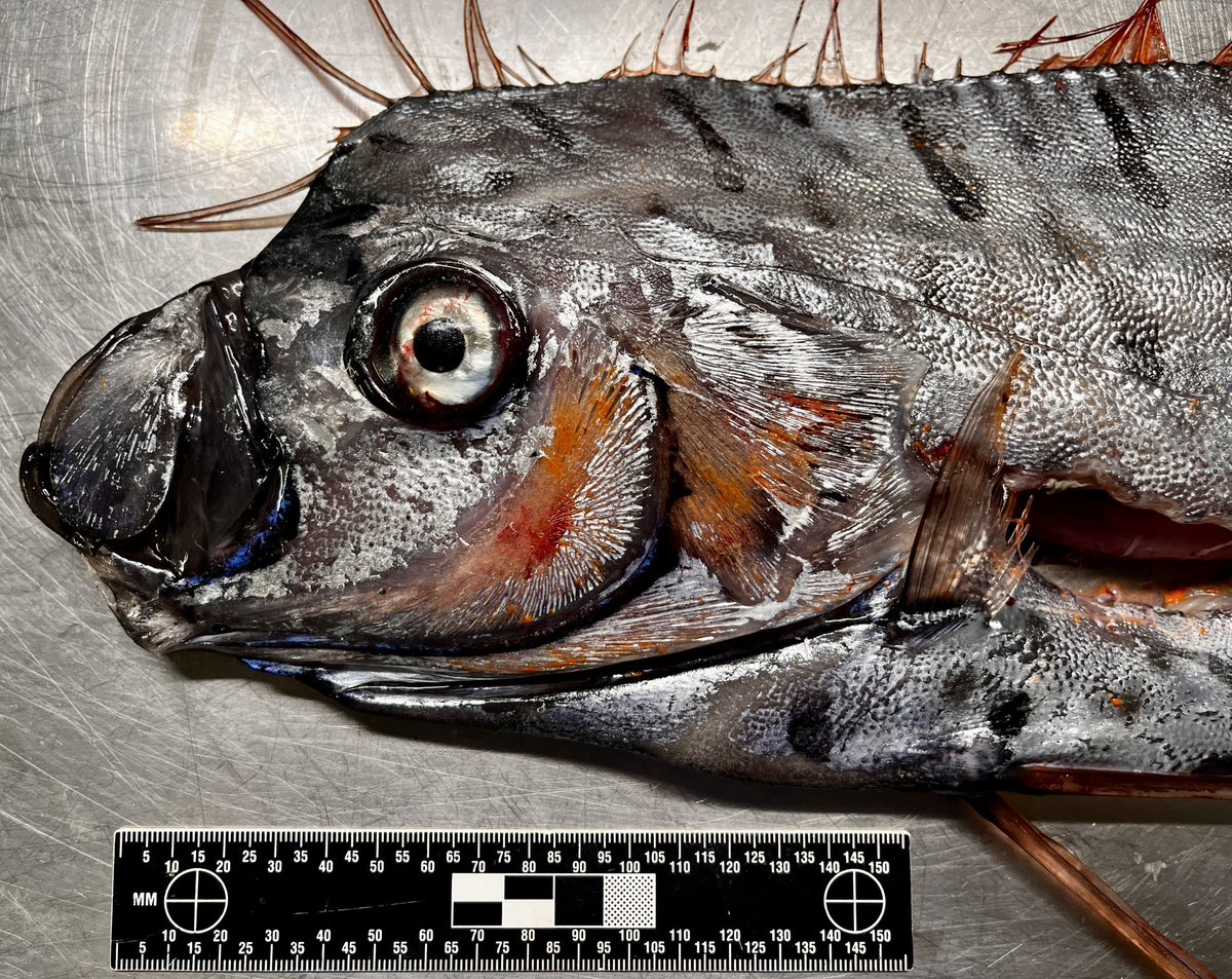 Elasmo-Morph tweet media