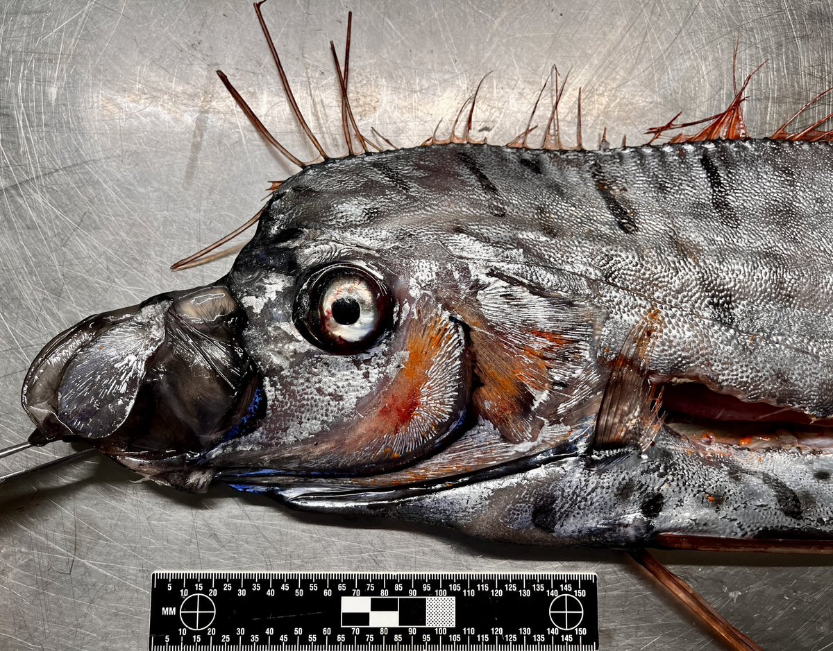 Elasmo-Morph tweet media