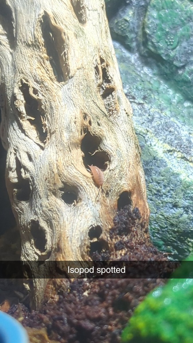 BugsterCarson's tweet image. Isopod spotted