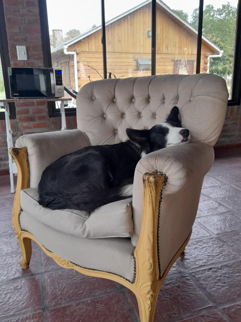 patripeyrou's tweet image. Este es un border collie de 2 años que vive en el campo. Como mordió a una oveja,sus dueños mañana viernes lo van a sacrificar. Si podes transitarlo o te interesa adoptarlo, escríbime! 1150016433, ayudame a difundir!