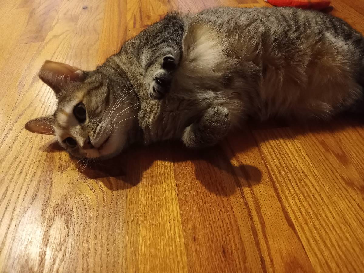 BuckyKatt's tweet photo. Happy #InternationalCatDay, starring Penny, Meow, Chamine, and Guinness. #CatsofTwittter #CatsOfX #petsitting #adventuresinpetsitting #jerseycats #Hoboken #catsofNJ https://t.co/nCk56rIEfd
