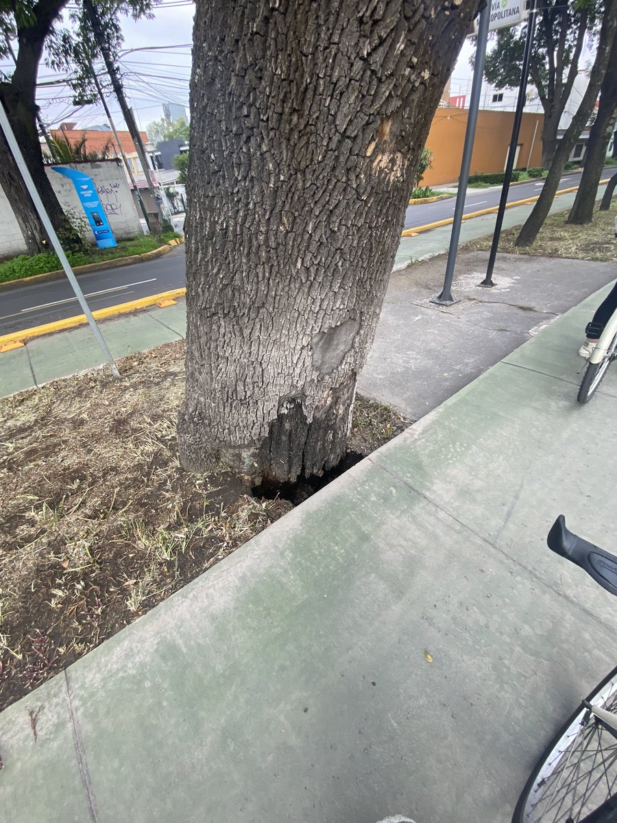 mcalvalopez's tweet photo. @SoyNaucalpan este árbol que se encuentra sobre la #ciclovia  de San Agustin rumbo al cruce de Gustavo Baz, con las lluvias deja al descubierto la posibilidad de que caiga sobre la avenida. Autoridades de la zona, favor de hacer algo al respecto. https://t.co/b0SjPSQRsl