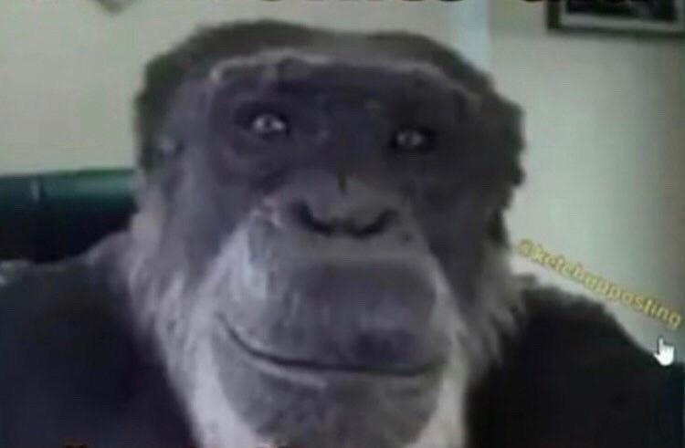 BandiCoot tweet media