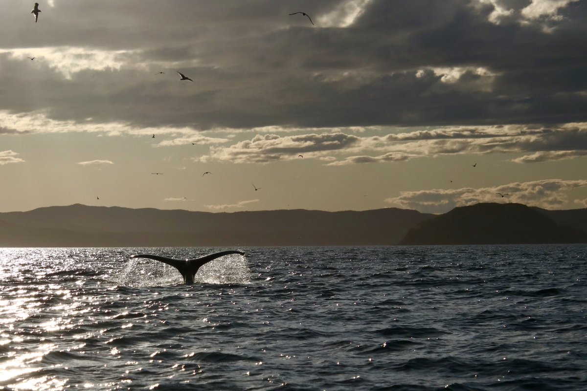 diggerjones27's tweet photo. Out with @seaofwhalesnl for an evening of whale watching. Missed a breached. Saw several whales and a beautiful sunset. #trinitybay #humpbacks https://t.co/QJuIDzfvPq