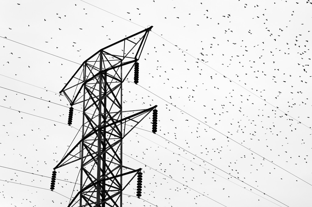 spea_birdlife's tweet photo. O princípio 5️⃣ para uma rede elétrica europeia amiga das aves centra-se em mapas de risco abrangentes para as aves a nível nacional 🗺️  ⚠️ 

https://t.co/6N5tm7Xvwv

#LIFESafeLines4Birds #SL4B

@SafeLines4Birds
@LPOFrance
@Energy4Europe
@EU_ENV https://t.co/gtJhQvUV3L
