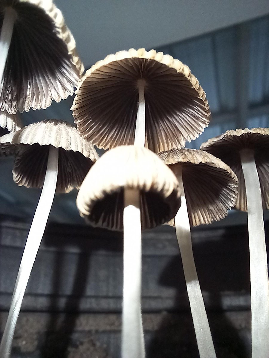 shroomsdaddy's tweet photo. 🍄 Did you know mushrooms are like nature's tiny superheroes? They fight off bad vibes, boost your brain, and keep you feeling fresh. Plus, mine are so good, even Mario would upgrade! 🎮🍄 Shop with me and level up. 

#ShroomBoom #MushroomMagic #EndBadGovernanceProtest https://t.co/PtDtSJh8Sp