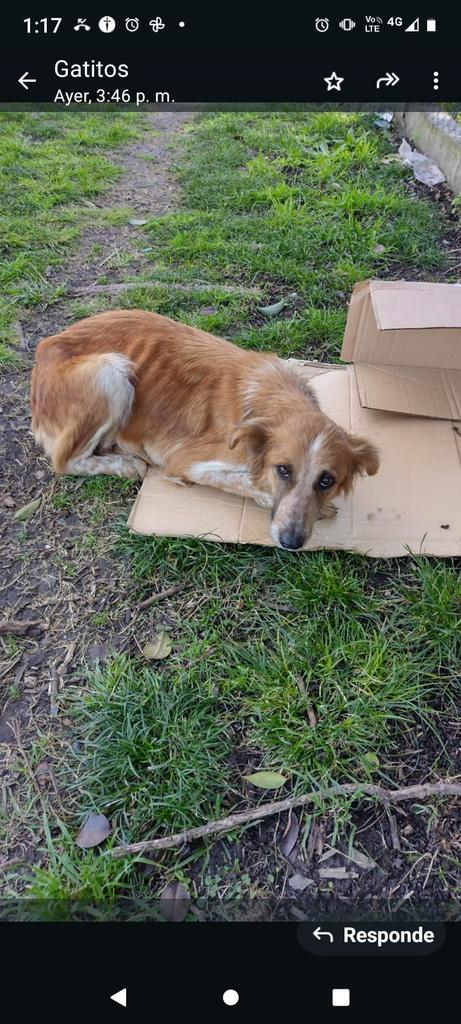 patripeyrou's tweet photo. Urgenteee la estamos buscando la abandonaron con sus tetas llenas de leche y está un esqueleto queremos ayudarla y se escapó por favor retenela necesita ayuda URGENTE 1153375106 
Pato de longchamps https://t.co/GinXEFAuSy
