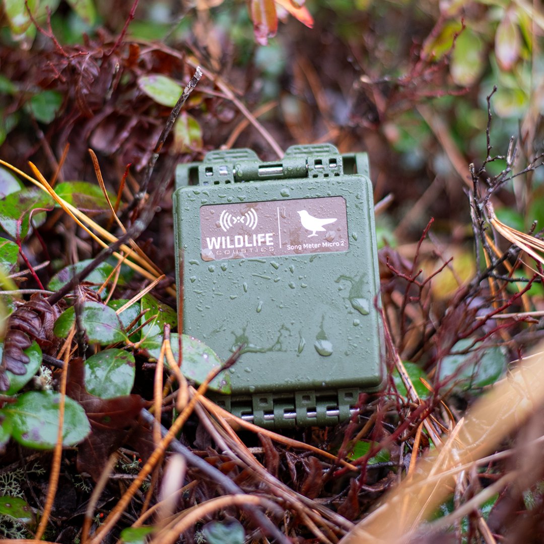 WildlifeAcoust's tweet photo. Don't forget!

Applications for the next round of grants are due by August 15th. 🦇🦅

#grant #conservation #wildlifeacoustics https://t.co/D08hyo3Jce
