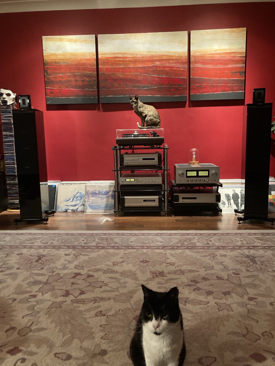 davidsupercat's tweet photo. She is sooo not supposed to be up there 😖. https://t.co/jjw0eseYBU