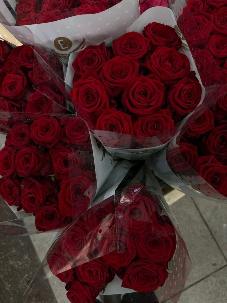 ciceklendirdik's tweet photo. Red rose ❤️ https://t.co/IQdQJuuy14