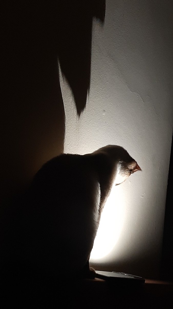 lusca_sl's tweet photo. @gatinarios Batgata e Laranja https://t.co/U7ngzuHFeq