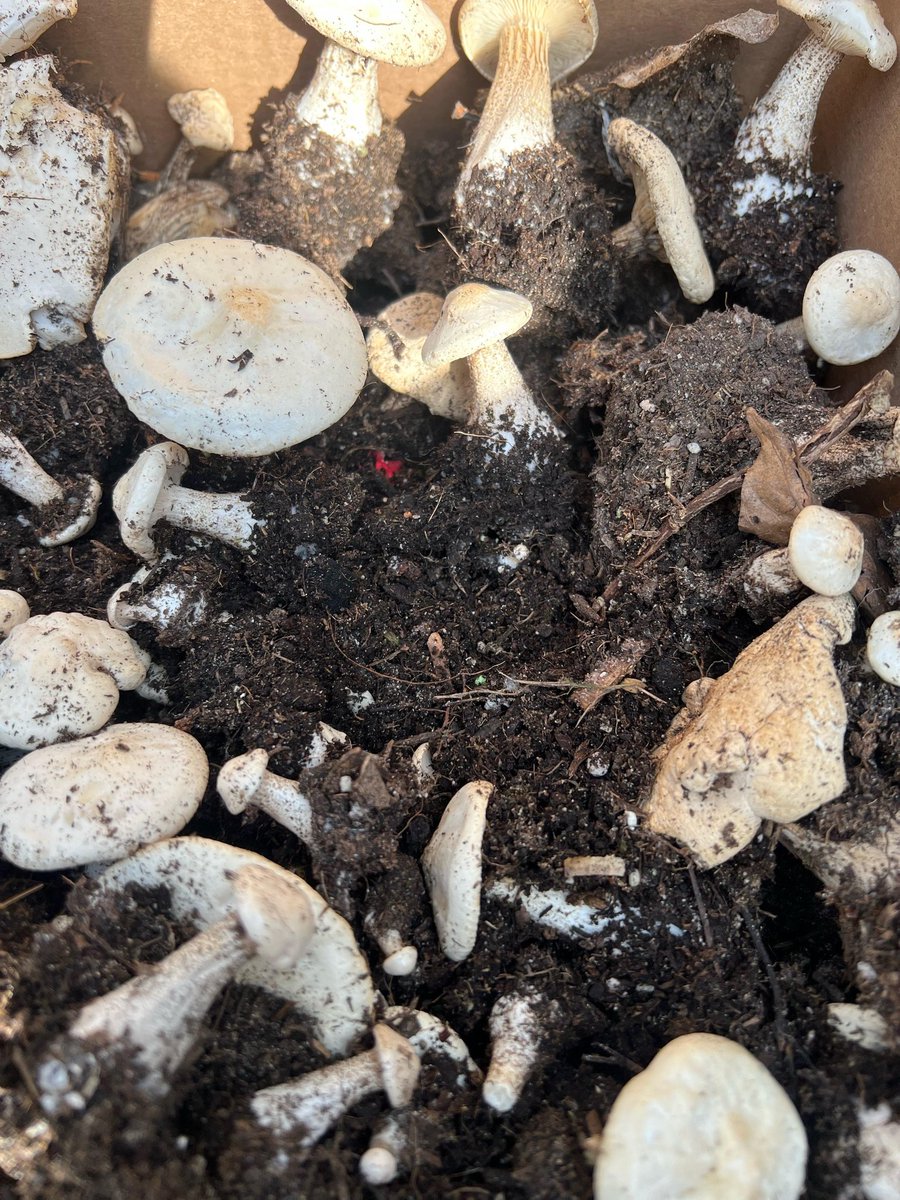 shroomsdaddy's tweet photo. 🍄 Mushrooms are packed with vitamins, minerals, and antioxidants that support immunity, brain health, and digestion! 🧠. Get the best, freshest mushrooms from me—your body will thank you! 🌱

#bbnaija2024 #GOLD #MushroomBenefits  #Trending #BoostYourHealth https://t.co/8LXMHCH0NQ