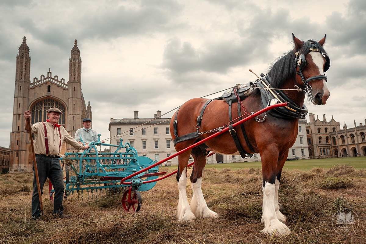 David, Toby and Cosmo relax after harvesting the wildflower meadow at King's College.
<a href="/Kings_College/">King's College, Cambridge</a>