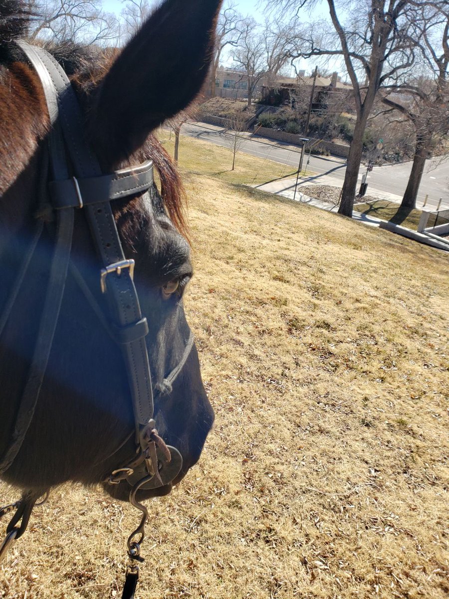 It is with a heavy heart that we announce the passing of retired Police Horse “Max”.  Max was 23 years old, served the department for roughly 20 years, and is credited with beginning the careers of many Horse Mounted Unit officers.  Max, you will be sorely missed.