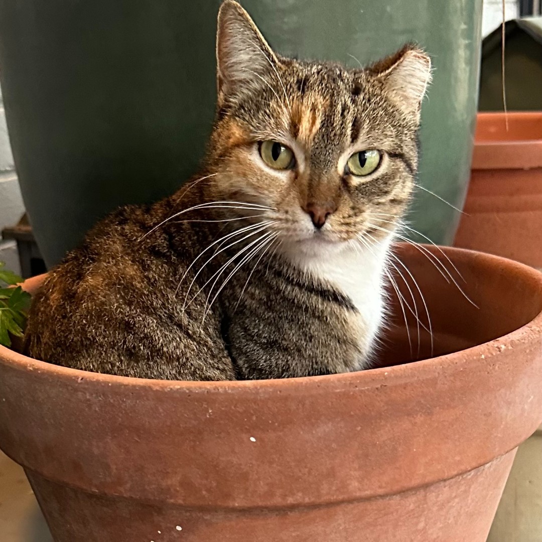 KearleyandCo's tweet photo. Let's get this paw-ty started—it's International Cat Day!

Say Meow to Pat the Cat! 🐱 https://t.co/IjdxbygIF4