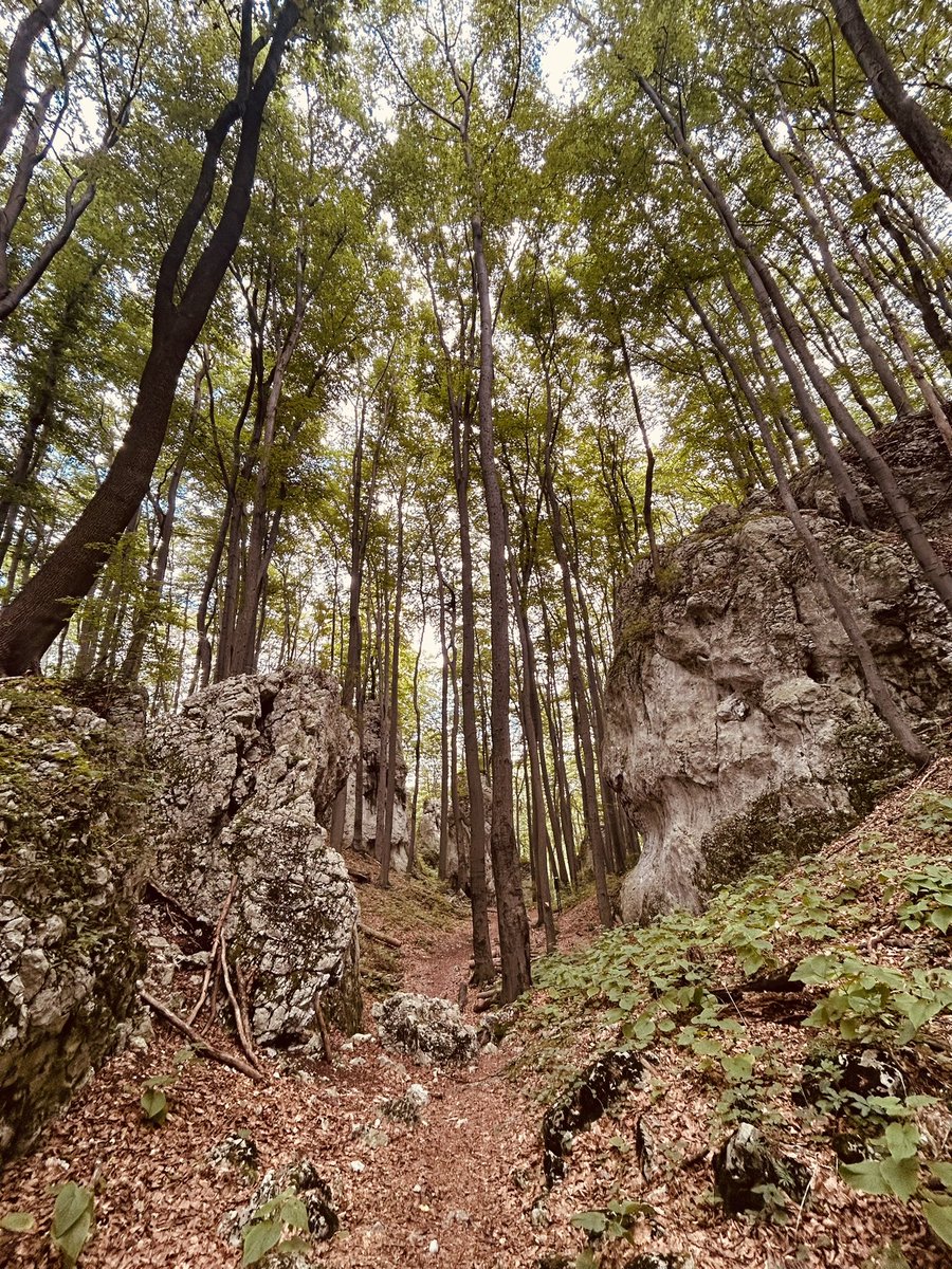 DanielArtm's tweet photo. Toller Wanderweg im Naturreservat #Pazurek, Teil des Park #Krajobrazowy #Orlich #Gniazd (Landschaftspark der Adlerhorste). Für die Region typische Felsen und Rotbuchenwälder. https://t.co/gEJkrl9x3A