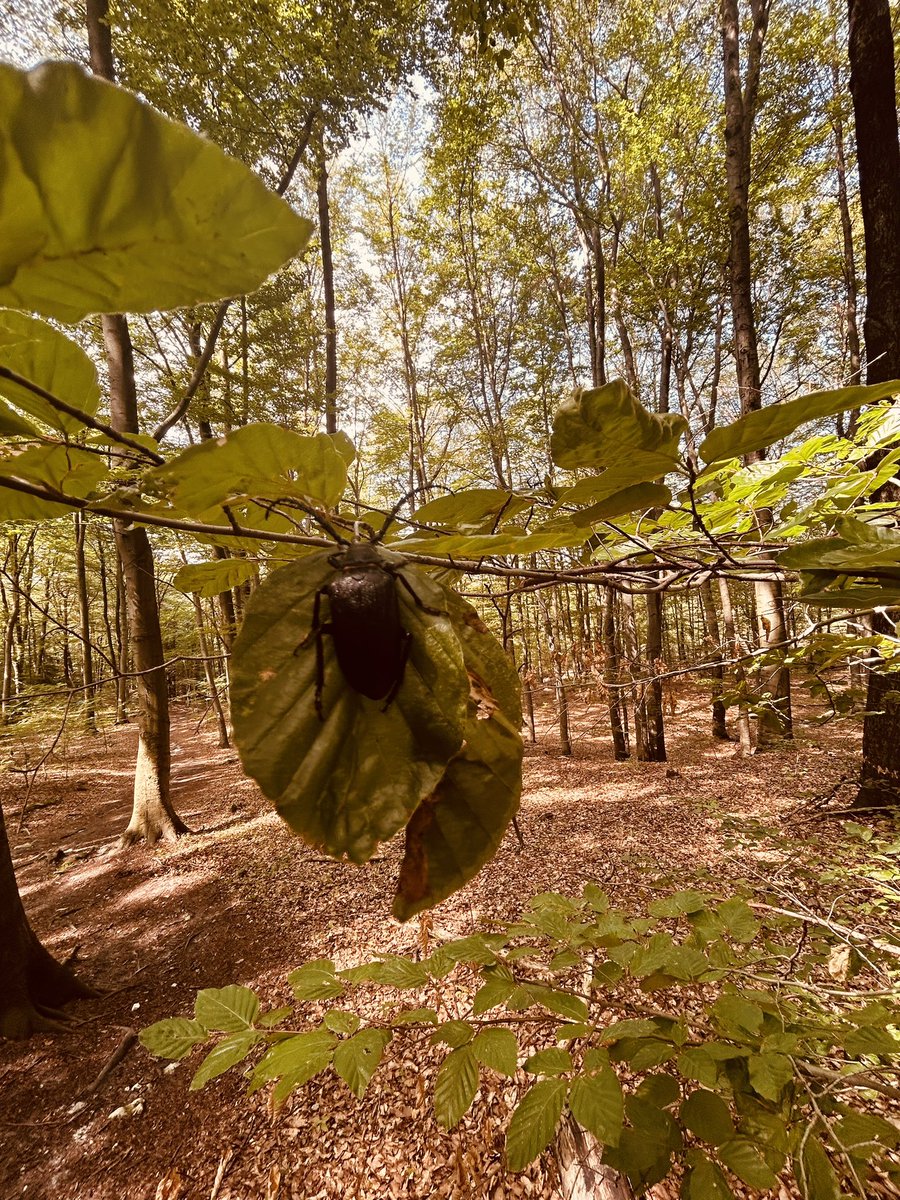 DanielArtm's tweet photo. Toller Wanderweg im Naturreservat #Pazurek, Teil des Park #Krajobrazowy #Orlich #Gniazd (Landschaftspark der Adlerhorste). Für die Region typische Felsen und Rotbuchenwälder. https://t.co/gEJkrl9x3A