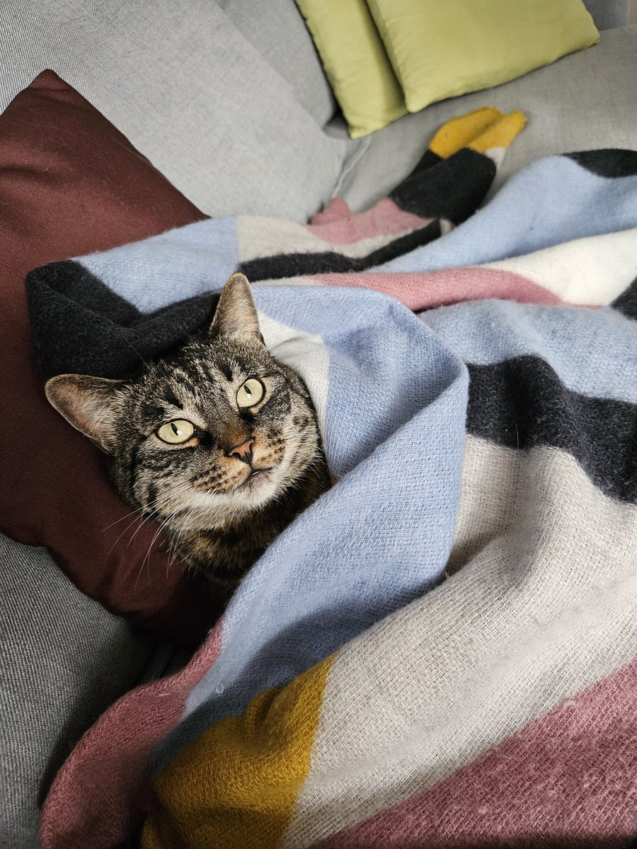 happy international cat day to my baby girl 🩷