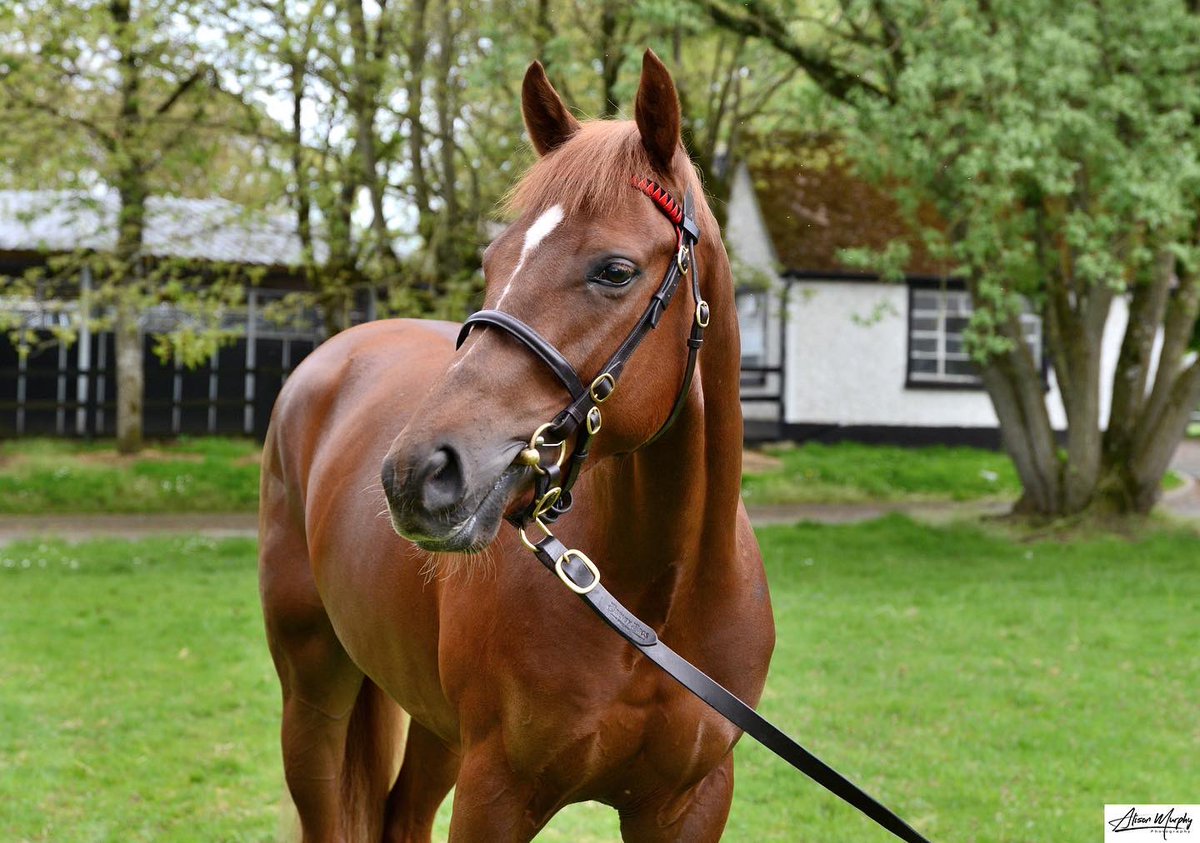 ANBloodstock's tweet photo. 🎩Hat Toss🎩(@BallylinchStud New Bay) gets back to winning ways @Sandownpark under @DarraghKeenan7 for @JPOwenRacing and @EfexRacing . Offered @InfoArqana @BrzUps Sale and pre trained at A&amp;N. Well done to connections👏🏼👏🏼 @RacingClubJapan https://t.co/tcJsdiseYv