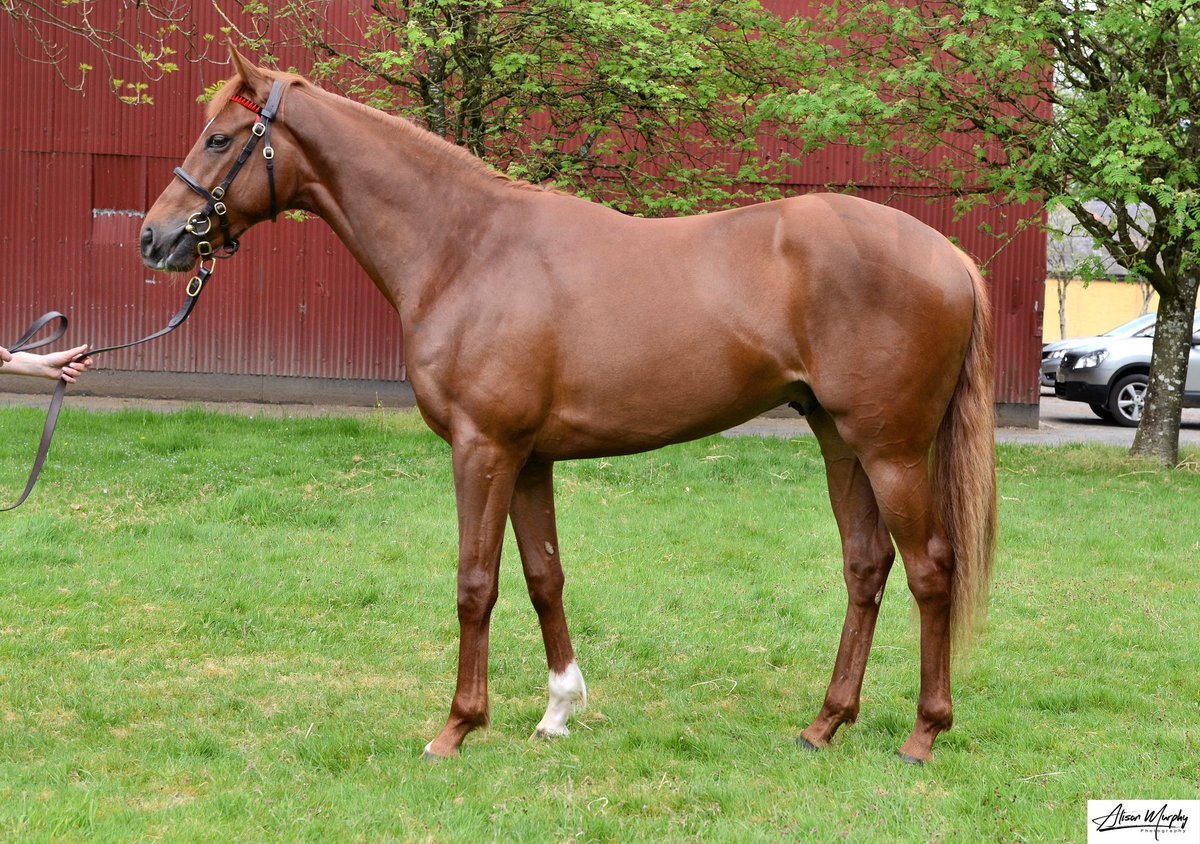 ANBloodstock's tweet photo. 🎩Hat Toss🎩(@BallylinchStud New Bay) gets back to winning ways @Sandownpark under @DarraghKeenan7 for @JPOwenRacing and @EfexRacing . Offered @InfoArqana @BrzUps Sale and pre trained at A&amp;N. Well done to connections👏🏼👏🏼 @RacingClubJapan https://t.co/tcJsdiseYv